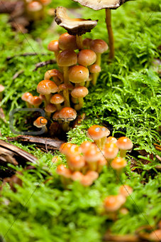 group of brown mushrooms in forest autumn outdoor 