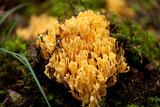 ramaria mushroom detail macro in forest autumn seasonal