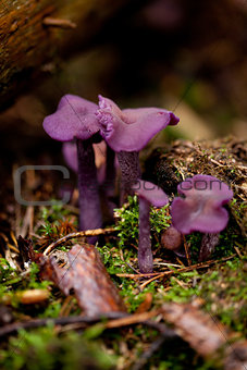 purple violet mushroom laccaria amethysta forest autumn