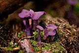 purple violet mushroom laccaria amethysta forest autumn