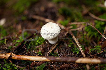 brown mushroom autumn outdoor macro closeup 