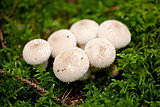 brown mushroom autumn outdoor macro closeup 