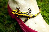 fire salamander salamandra closeup in forest outdoor