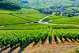 vineyards near Fuisse, Burgundy, France