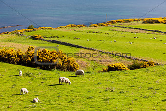 landscape with sheep near Crackaig, Highlands, Scotland