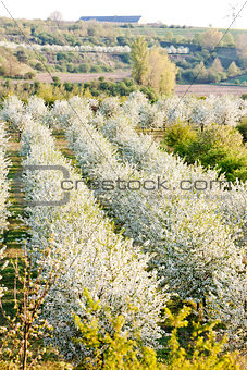 blooming orchard in spring, Czech Republic