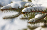 Pine branches in snow in winter forest