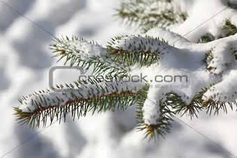 Pine branches in snow in winter forest