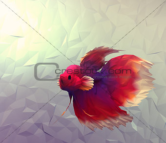 Wallpaper with betta siamese red, white and violet exotic fish in aquarium.