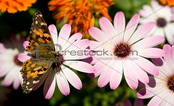 Painted Lady Butterfly on Garden Flower