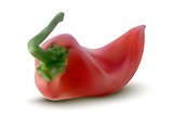 vector red pepper