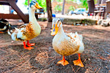 two geese rest in the shade derever