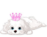 Havanese Puppy with crown