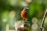 white-throated rock-thrush