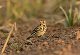 immature Red-throated Pipit (Anthus cervinus)