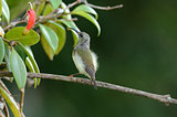 female black throated sunbird