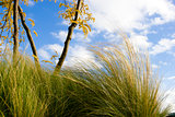 Green Grass against Blue Sky in windy weather