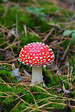 Fly agaric (Amanita muscaria) in forest