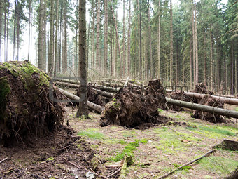 fallen trees