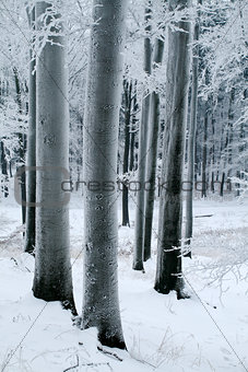 Trunks of Beech Trees Covered with Frost