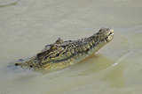 Young Crocodile in the water. Australia