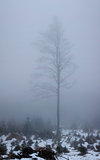 Tree and fog