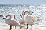 Swan flock