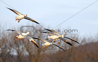 Snow Geese Fly In For Landing