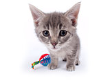 Young nine week old fluffy grey striped kitten on white background