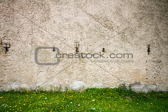 Wall and dandelions 