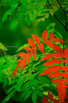 red leaves of bush on a background greenery of city park