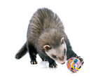 brown ferret and ball