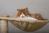 House Persian kitten Of Red and White Color