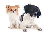 brittany spaniel and chihuahua