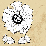 Sketch of poppy flower, vector