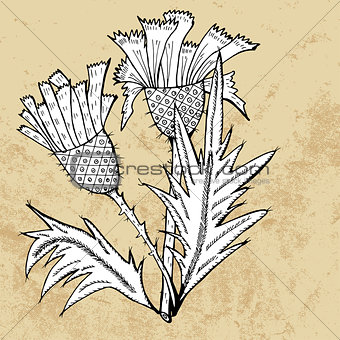 Thistle flower sketch, vector