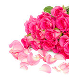 fresh pink  roses bouquet with petals close up