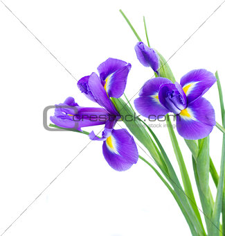 blue irise flowers close up