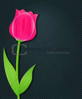 Pink Bright Tulip on Dark Black Background