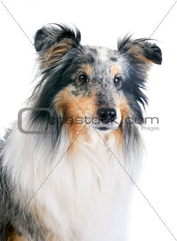 shetland dog