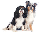 shetland dog and cavalier king charles