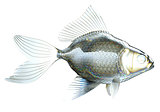 Side view of glass fish isolated 