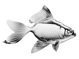 Silver fish with fins and scales isolated