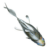Top view of glass fish isolated 