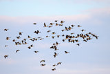 Canadian Geese in Flight
