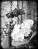 orchids on window sill, black and white photo