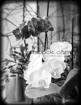 orchids on window sill, black and white photo