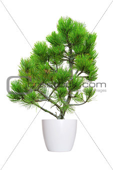 young pine tree in a flowerpot isolated over white