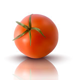 vector illustration of red tomato
