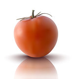 vector illustration of red tomato